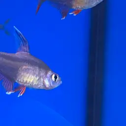 Rosy Tetra, photo 5