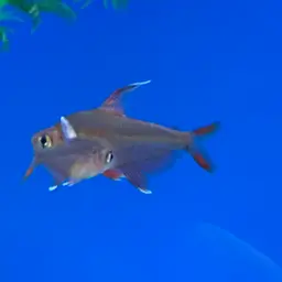 Rosy Tetra, photo 6
