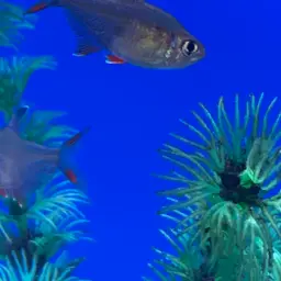 Rosy Tetra, photo 7