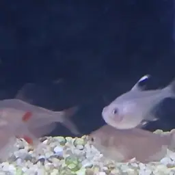 Rosy Tetra, photo 8