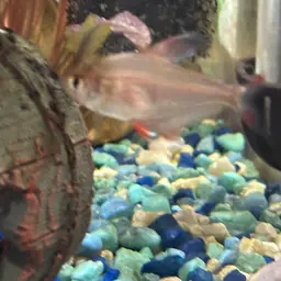 Rosy Tetra, photo 9