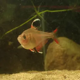 Rosy Tetra, photo 10