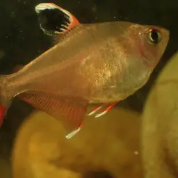 Rosy Tetra, photo 11