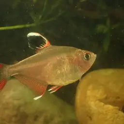 Rosy Tetra, photo 12