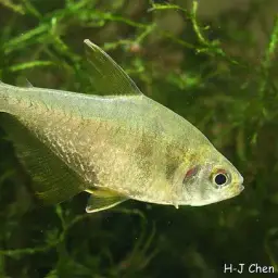 Yellow Tetra, photo 2