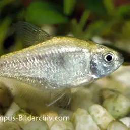 Yellow Tetra, photo 3