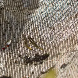 Yellow Tetra, photo 5