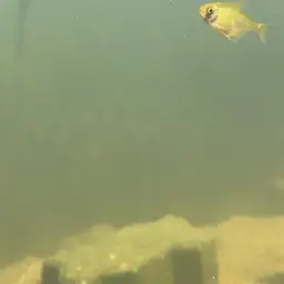 Yellow Tetra, photo 7