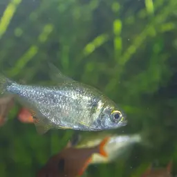 Yellow Tetra, photo 8