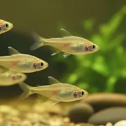 Yellow Tetra, photo 1