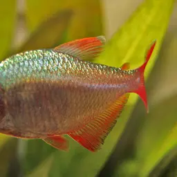 Colombian Red Fin, photo 1