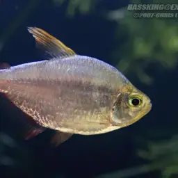 Colombian Red Fin, photo 2