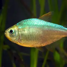 Colombian Red Fin, photo 3