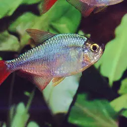 Colombian Red Fin, photo 4