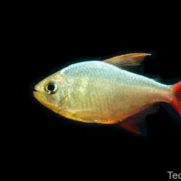 Colombian Red Fin, photo 5