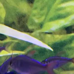 Colombian Red Fin, photo 6