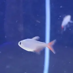 Colombian Red Fin, photo 7