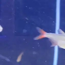 Colombian Red Fin, photo 8
