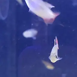 Colombian Red Fin, photo 9
