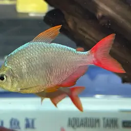 Colombian Red Fin, photo 10