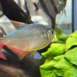 Colombian Red Fin, photo 11
