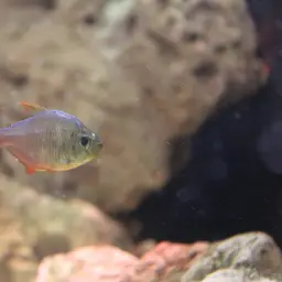 Colombian Red Fin, photo 12