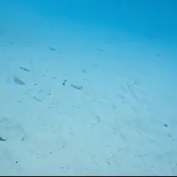 Maya Tetra, photo 2