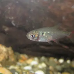 Ecuadorian Tetra, photo 2