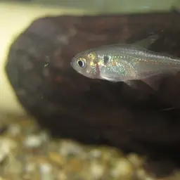 Ecuadorian Tetra, photo 3