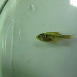 Ecuadorian Tetra, photo 4