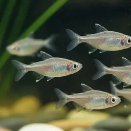 Ecuadorian Tetra, photo 1