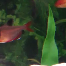 Serpae Tetra, photo 2