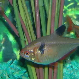 Serpae Tetra, photo 3