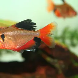 Serpae Tetra, photo 4