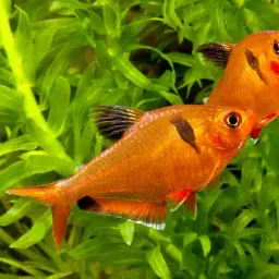 Serpae Tetra, photo 5