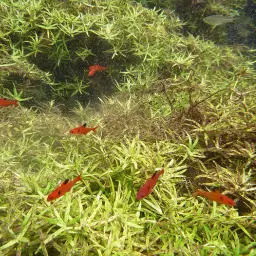 Serpae Tetra, photo 6