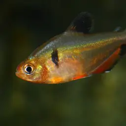Serpae Tetra, photo 7