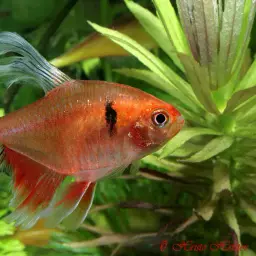 Serpae Tetra, photo 8
