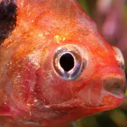 Serpae Tetra, photo 9