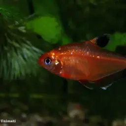 Serpae Tetra, photo 10