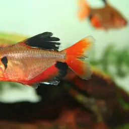 Serpae Tetra, photo 11