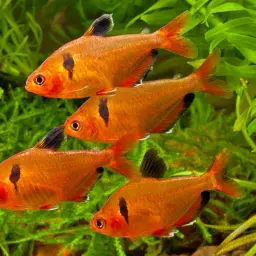Serpae Tetra, photo 12