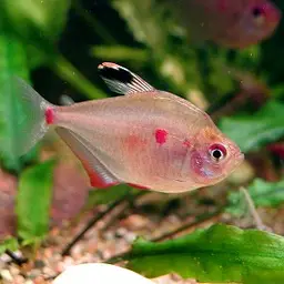 Bleeding-heart Tetra