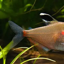 Bleeding-heart Tetra, photo 4