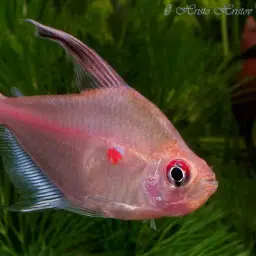 Bleeding-heart Tetra, photo 6