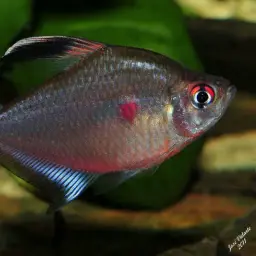 Bleeding-heart Tetra, photo 7