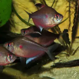 Bleeding-heart Tetra, photo 8