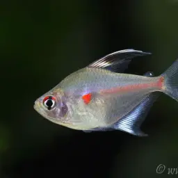 Bleeding-heart Tetra, photo 9