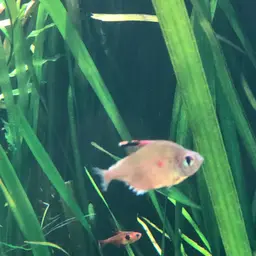 Bleeding-heart Tetra, photo 10