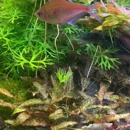 Bleeding-heart Tetra, photo 11